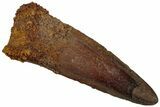 Fossil Spinosaurus Tooth - Real Dinosaur Tooth #310842-1